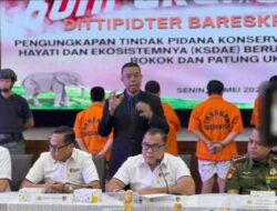 Dittipidter Bareskrim Polri Berhasil Menangkap Dua Orang Pelaku Perdagangan Gading Gajah Ilegal
