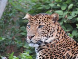 Warga Lembang Panik, di Bantu Polisi Buru Macan Tutul Lepas Kandang