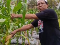 Ormas GRC Gelar Panen Jagung, Dorong Ketahanan Pangan di Ciwandan