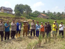 Polsek Ciwandan Bersama Petani Deringo Tanam Jagung Hibrida
