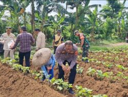 TNI-Polri di Bogor Bersatu Padu Tanam Jagung, Wujudkan Ketahanan Pangan Nasional!