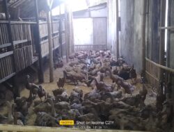 Seorang Ibu Rumah Tangga di Desa Ciinjuk Sukses Kembangkan Usaha Ternak Bebek Petelur