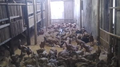 Seorang Ibu Rumah Tangga di Desa Ciinjuk Sukses Kembangkan Usaha Ternak Bebek Petelur