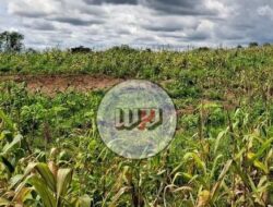 KAPOLRESTA TANGERANG BANTAH KABAR GAGAL PANEN LADANG JAGUNG PROGRAM KETAHANAN PANGAN DESA BANTARPANJANG