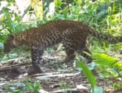 Polisi Tangkap Lima Terduga Pemburu Macan Tutul Jawa di Karawang, Status Masih Saksi