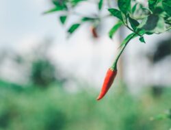 Cabai Lebak Membusuk, Harga di Pasar Bisa Meledak