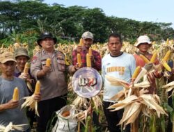 Polsek Babakan Madang dan Poktan Pancar Harapan Sukses Panen Jagung Hibrida Perdana Kualitas Unggul