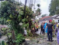 Hujan Deras Disertai Angin Kencang, Pohon Tumbang Lumpuhkan Jalan Veteran III Banjarsari