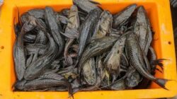 Ekosistem Terancam, Hampir 7 Ton Ikan Sapu-sapu Digerebek Petugas