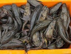 Ekosistem Terancam, Hampir 7 Ton Ikan Sapu-sapu Digerebek Petugas