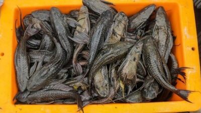 Ekosistem Terancam, Hampir 7 Ton Ikan Sapu-sapu Digerebek Petugas
