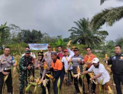 Dukung Asta Cita Pangan, Polsek Megamendung dan Pemerintah Daerah Gelar Penanaman Jagung Hibrida Serentak   