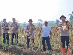 Polsek Ciawi Gelar Panen Raya Jagung Hibrida Serentak, Dukung Asta Cita Ketahanan Pangan Nasional   