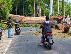 Pohon Tumbang Tutup Jalan di Pandeglang, Akses ke Gunung Karang Nyaris Lumpuh