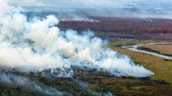 639 Hektare Lahan Masih Terbakar! Tanjung Puting Jadi Titik Panas Karhutla Indonesia
