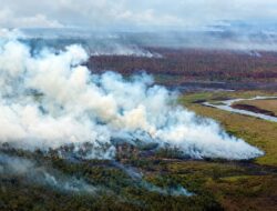 639 Hektare Lahan Masih Terbakar! Tanjung Puting Jadi Titik Panas Karhutla Indonesia
